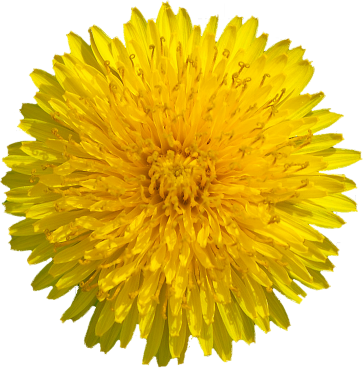 Yellow Dandelion Image PNG Free Photo PNG Image