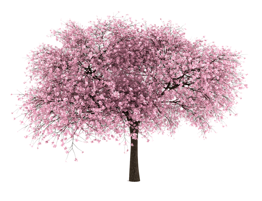 Japanese Flowering Cherry HD Image Free PNG PNG Image