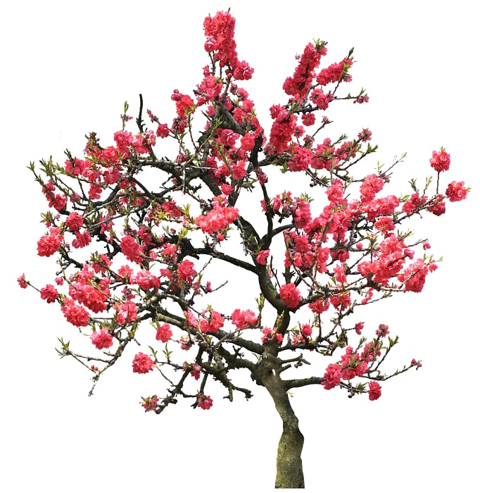 Japanese Flowering Cherry Image Free Clipart HD PNG Image
