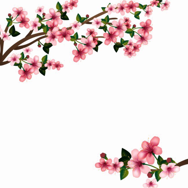 Japanese Flowering Cherry Image HD Image Free PNG PNG Image