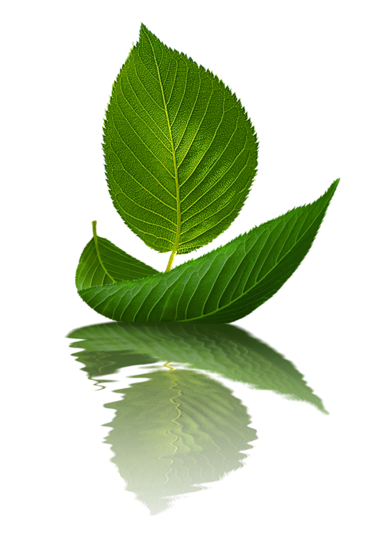 Plant Mubarak Wish Tree Stem Eid Year PNG Image