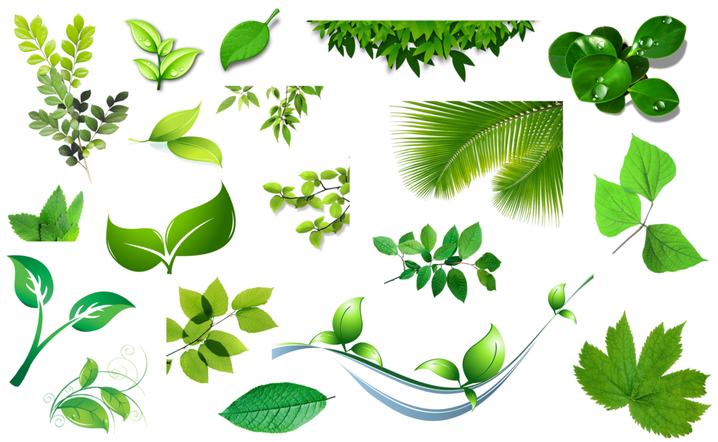 Leaves Picture PNG Image