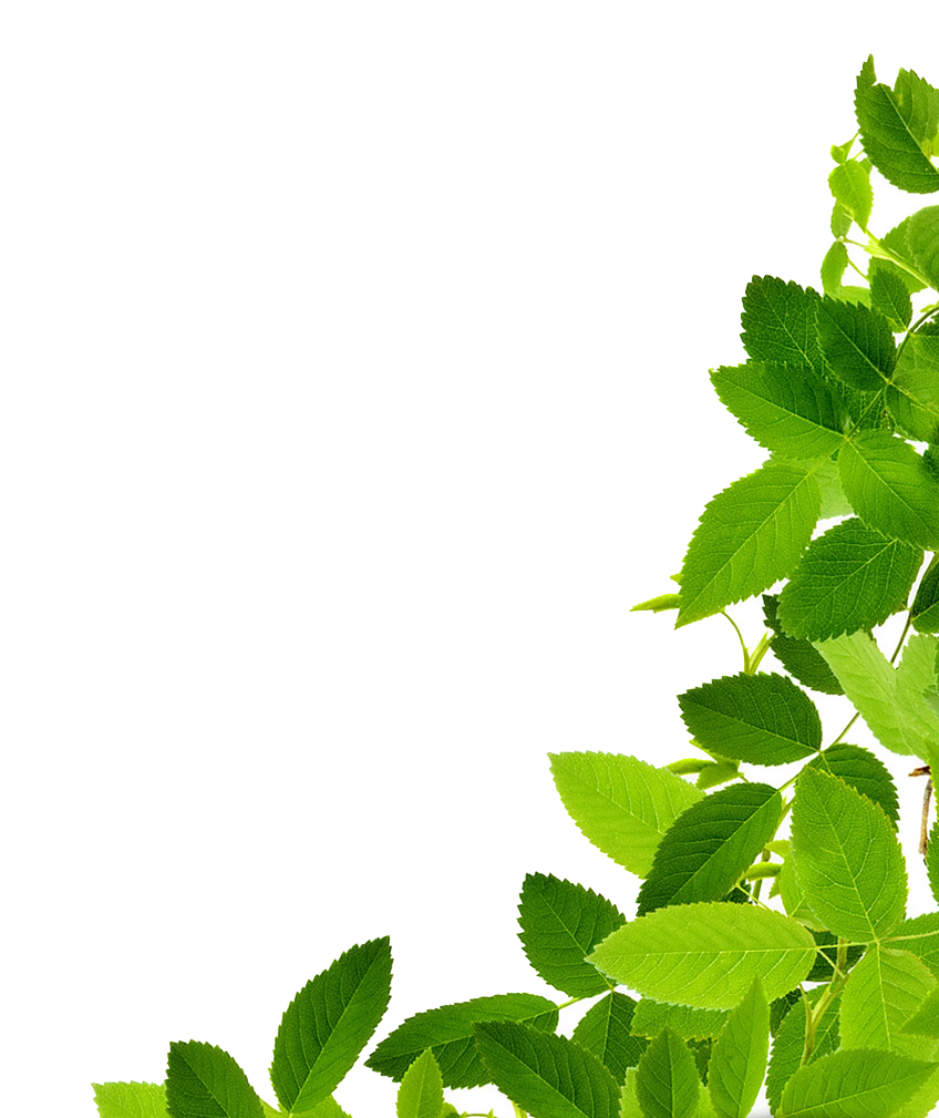 Leaves Png Clipart PNG Image