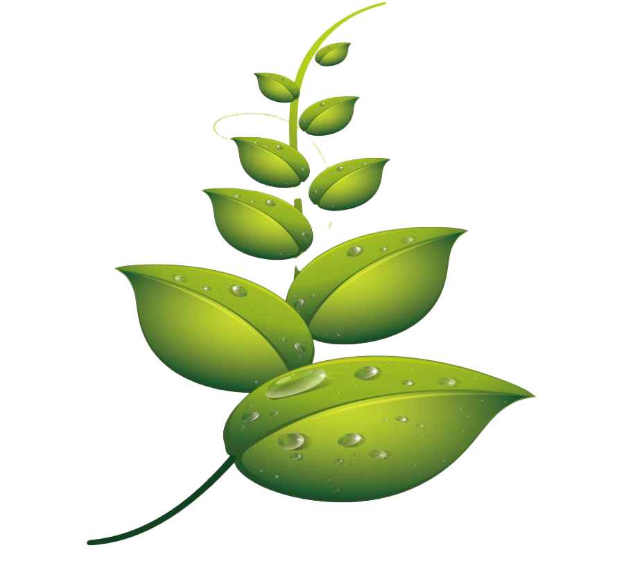 Water Drop Leaf Dew PNG File HD PNG Image