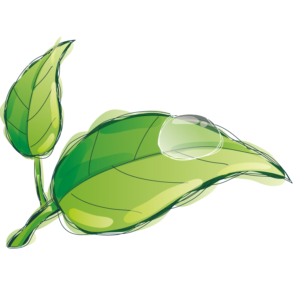 Water Drop Leaf Dew Free Download Image PNG Image