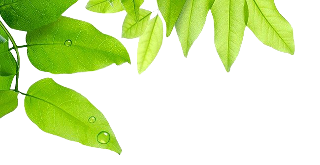 Water Photos Drop Leaf Dew PNG Image