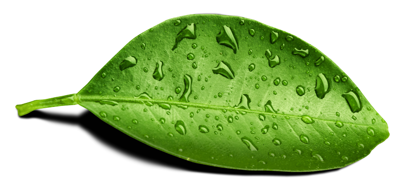 Water Drop Leaf PNG File HD PNG Image