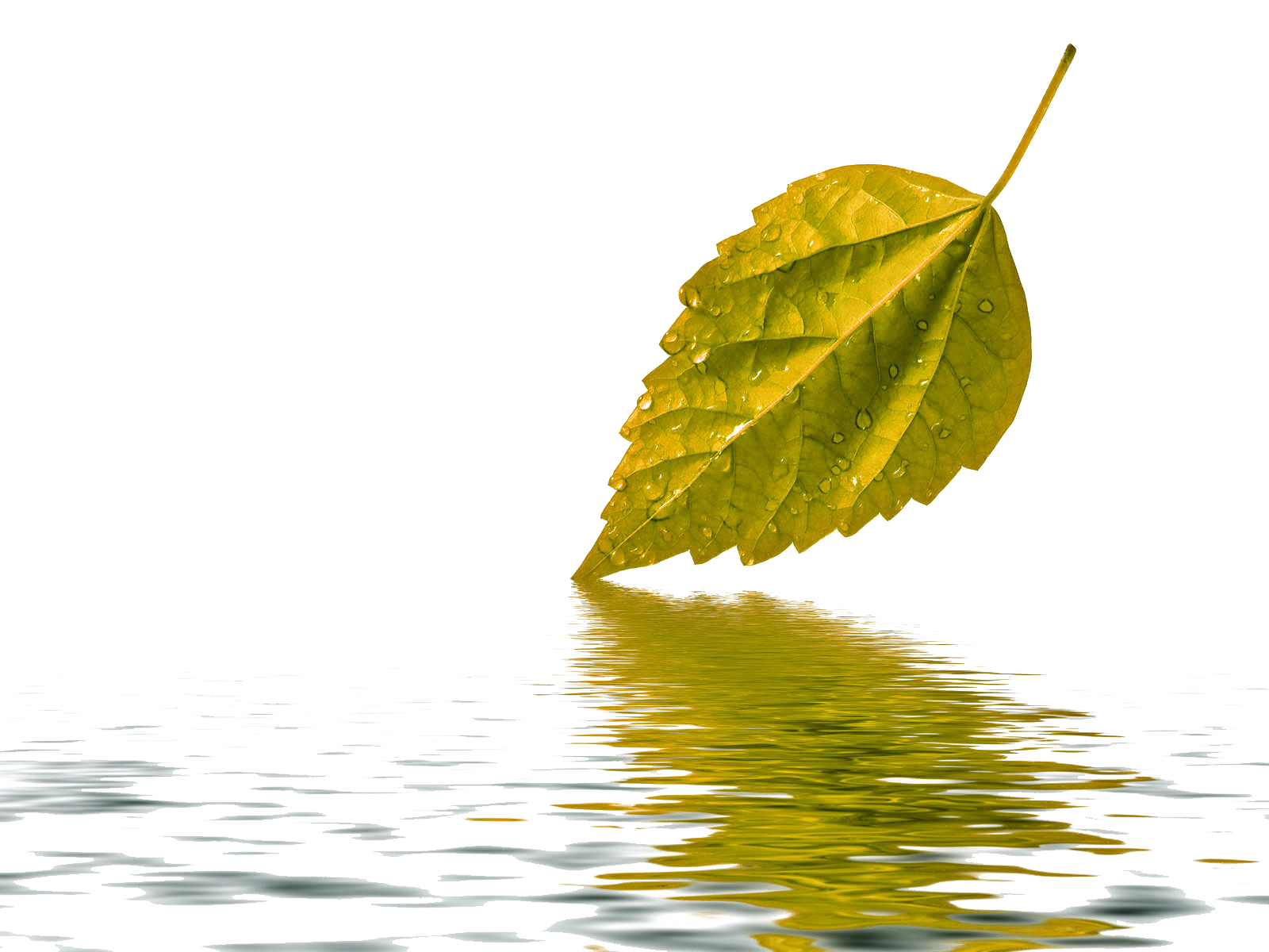 Water Drop Leaf Free Photo PNG Image