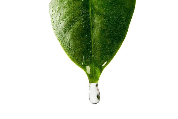Water Leaf Tree Download HQ PNG Image