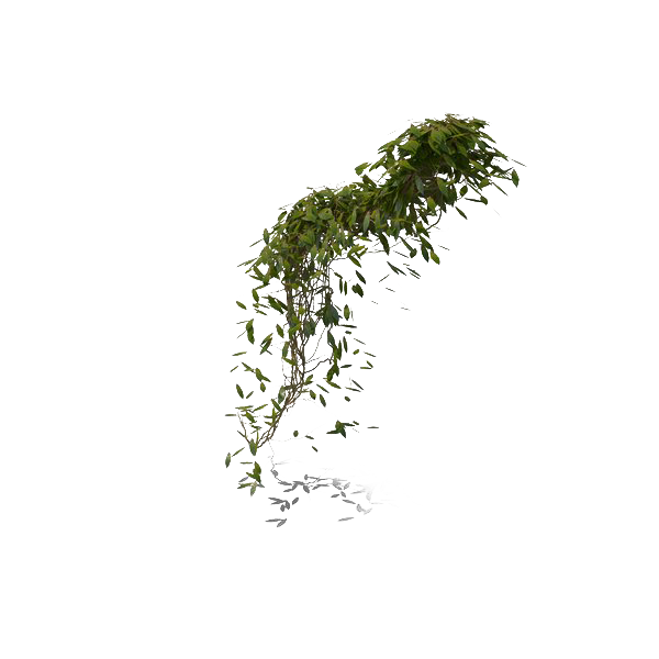 Leaves Pic Green Ivy Hanging PNG Image