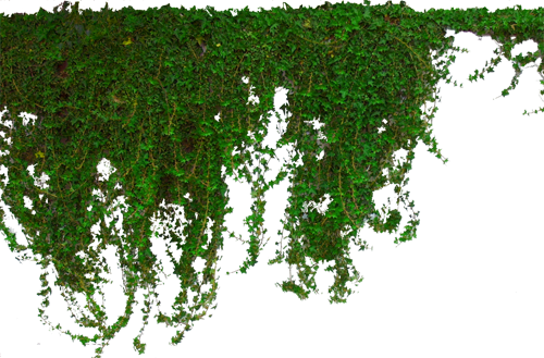 Picture Ivy Hanging PNG Free Photo PNG Image