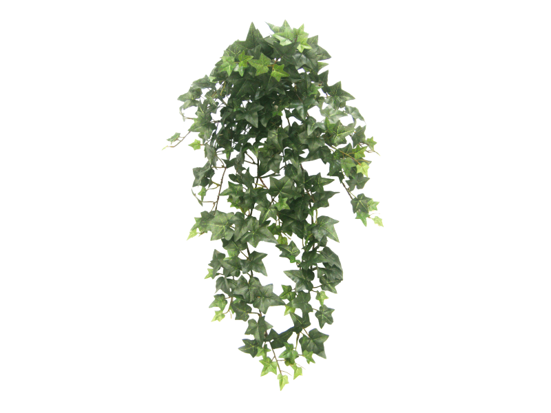 Picture Ivy Hanging HQ Image Free PNG Image
