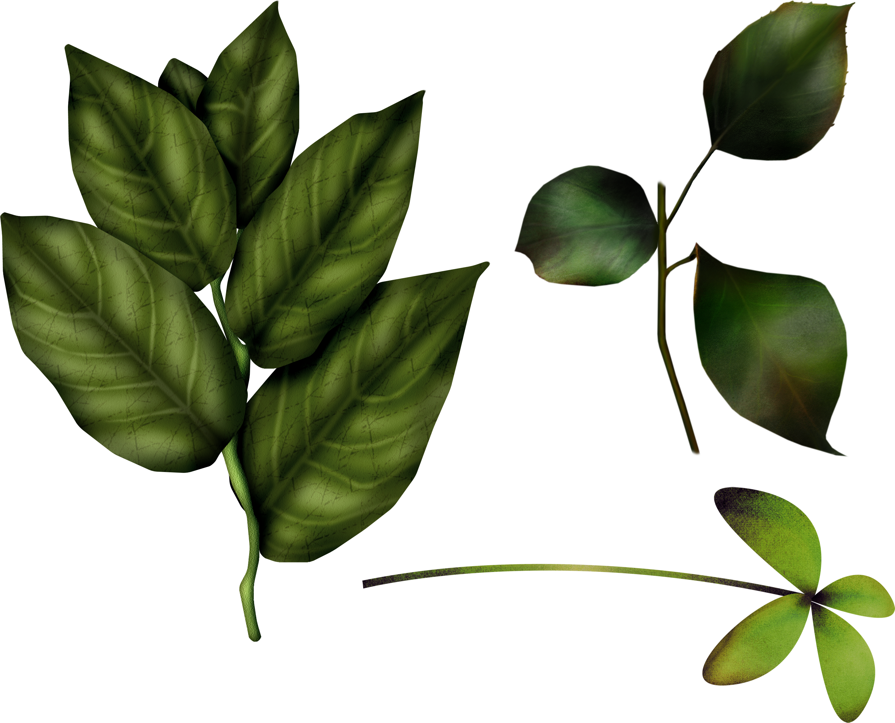 Fresh Leaves Green HD Image Free PNG Image