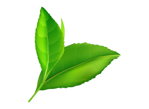 Fresh Leaves Green Free Transparent Image HQ PNG Image