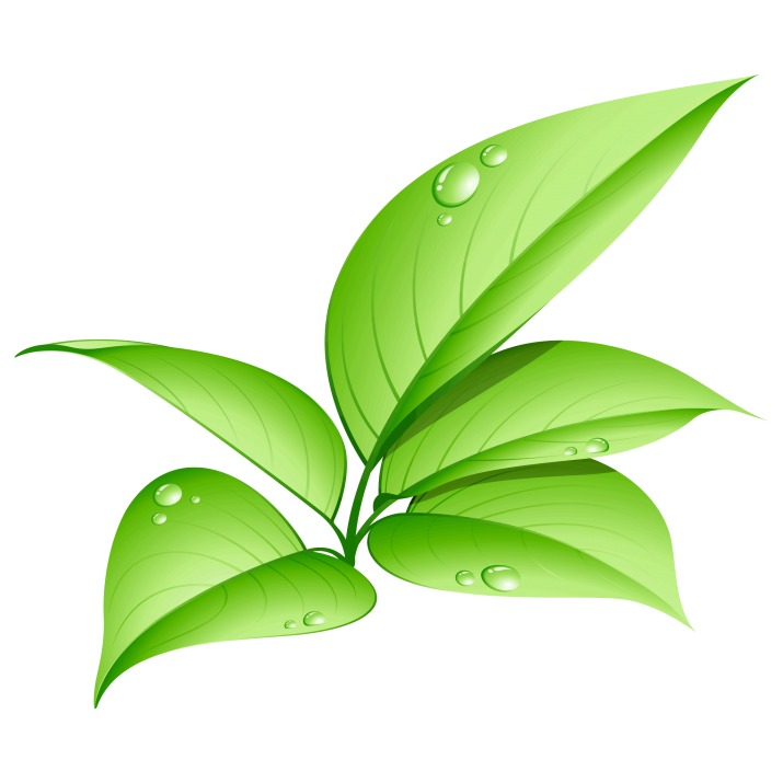 Leaves Green Free Clipart HD PNG Image