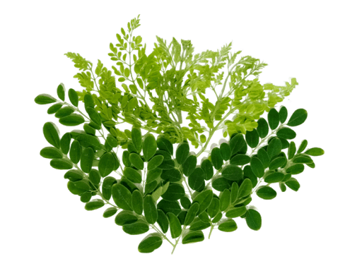 Leaves Green HD Image Free PNG Image