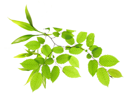 Real Leaves Image PNG Image
