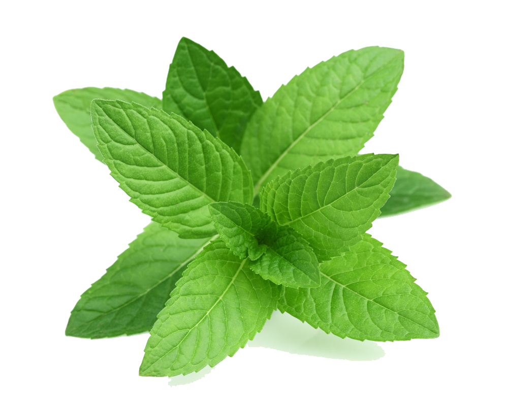 Real Leaves Transparent PNG Image