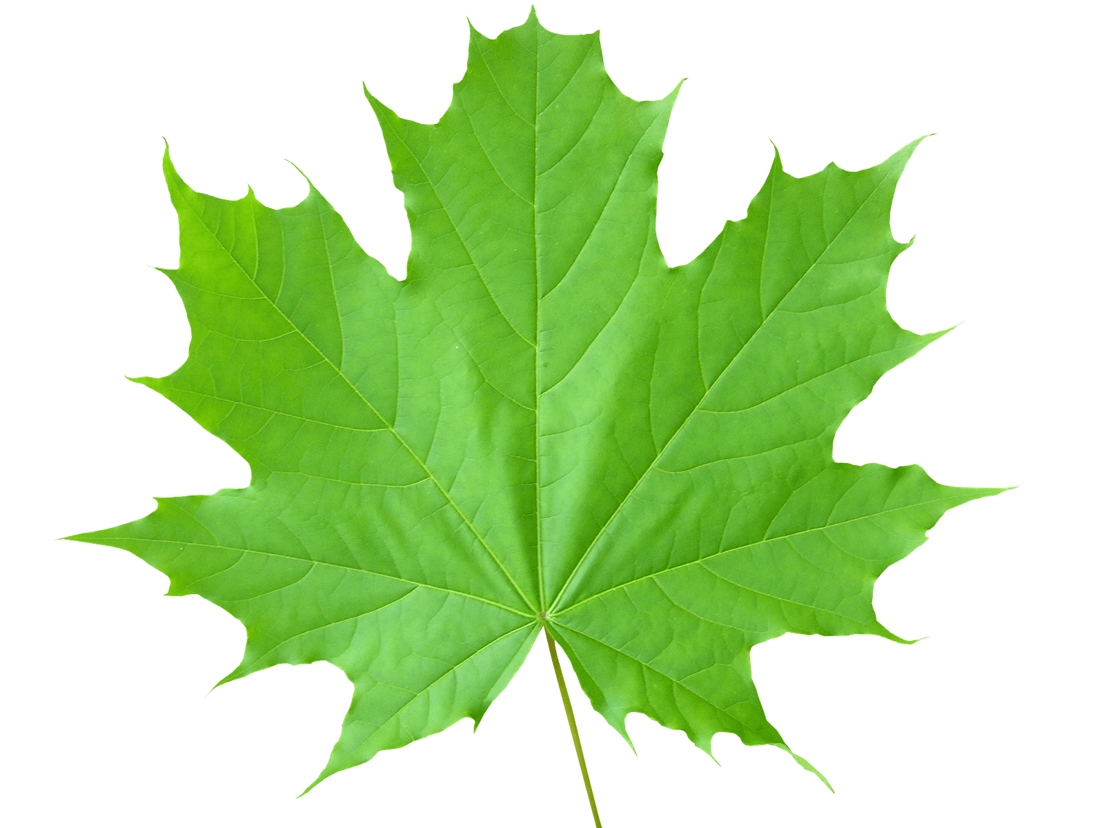 Green Leaves File PNG Image
