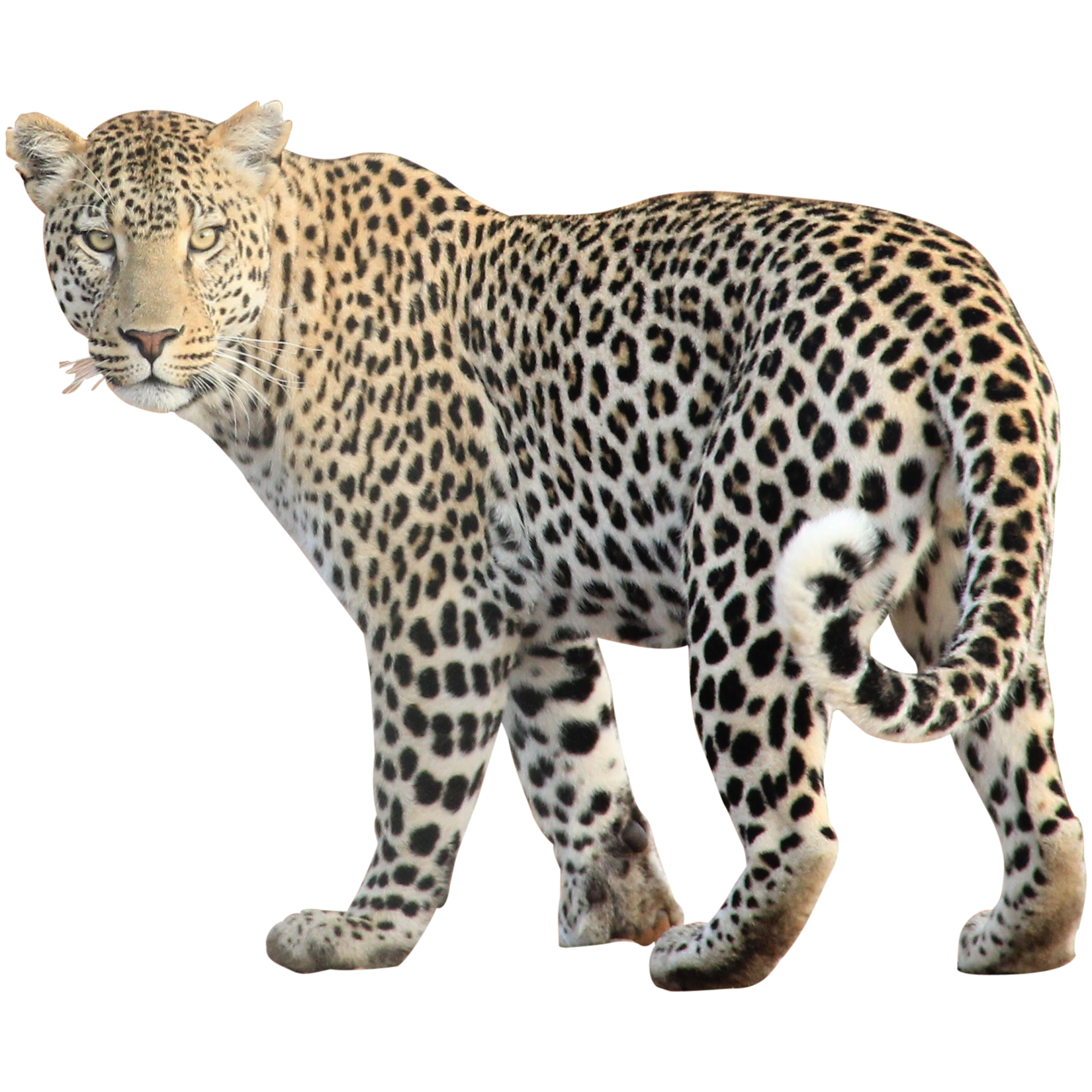 Leopard Free Png Image PNG Image