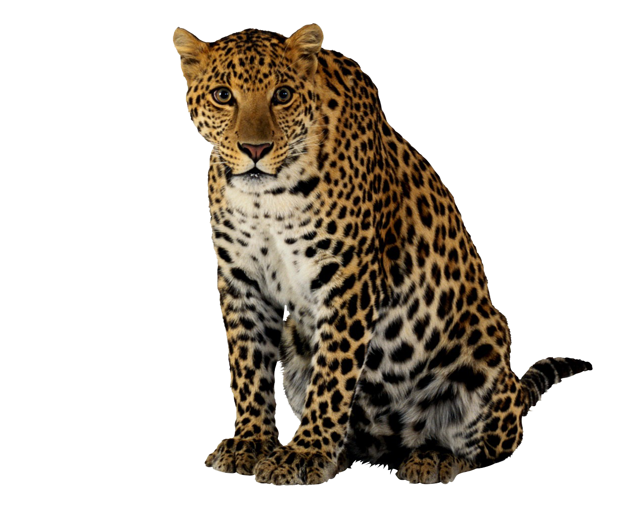 Free Free 65 Png Transparent Cheetah Print Svg Free SVG PNG EPS DXF File