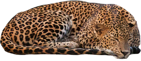Leopard Picture PNG Image