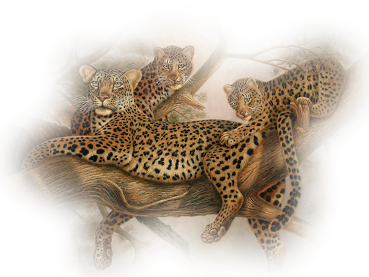 Leopard PNG Image