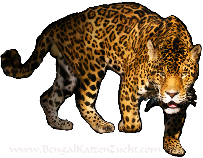 Leopard Transparent Image PNG Image