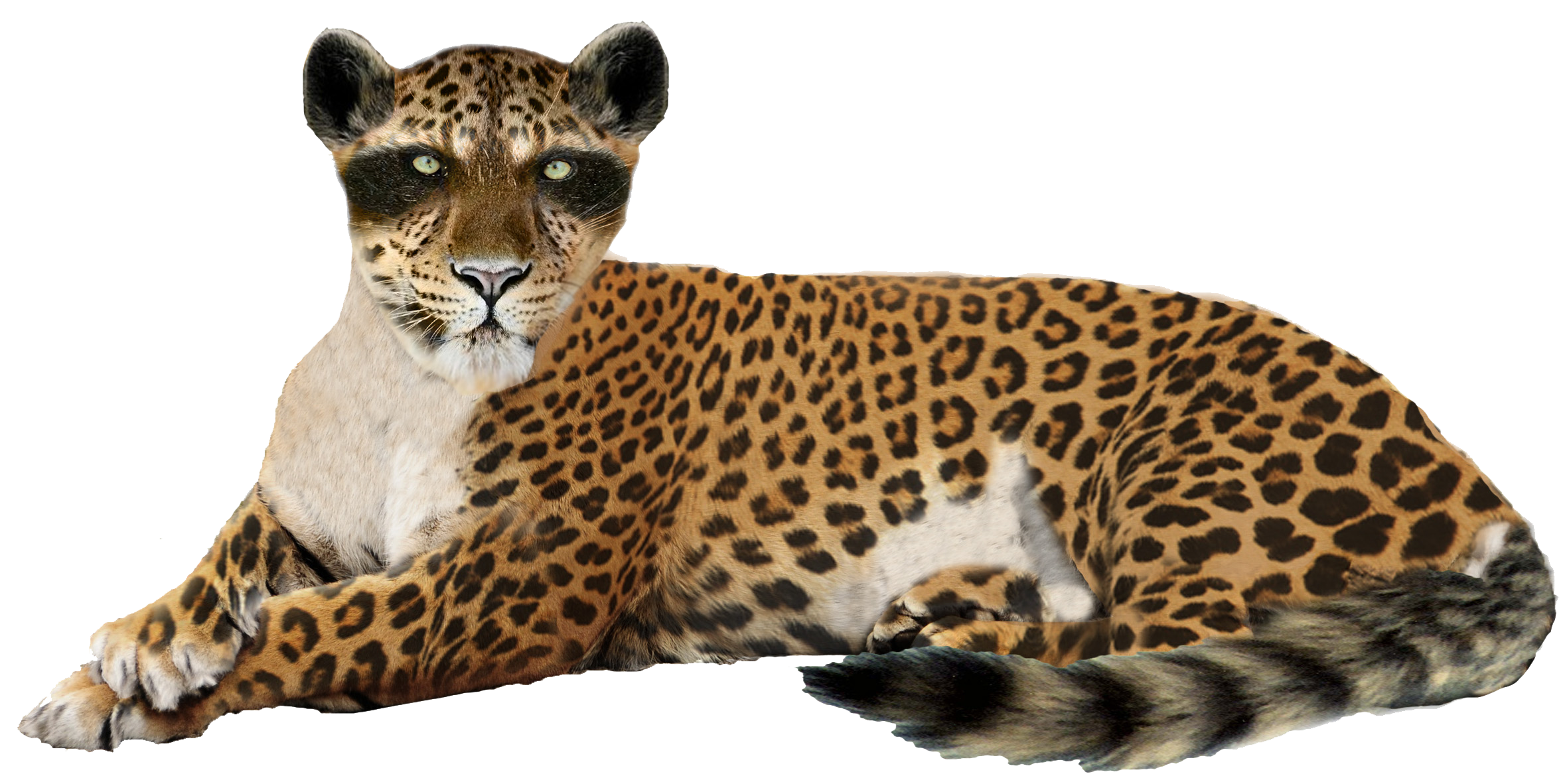 Leopard Image PNG Image