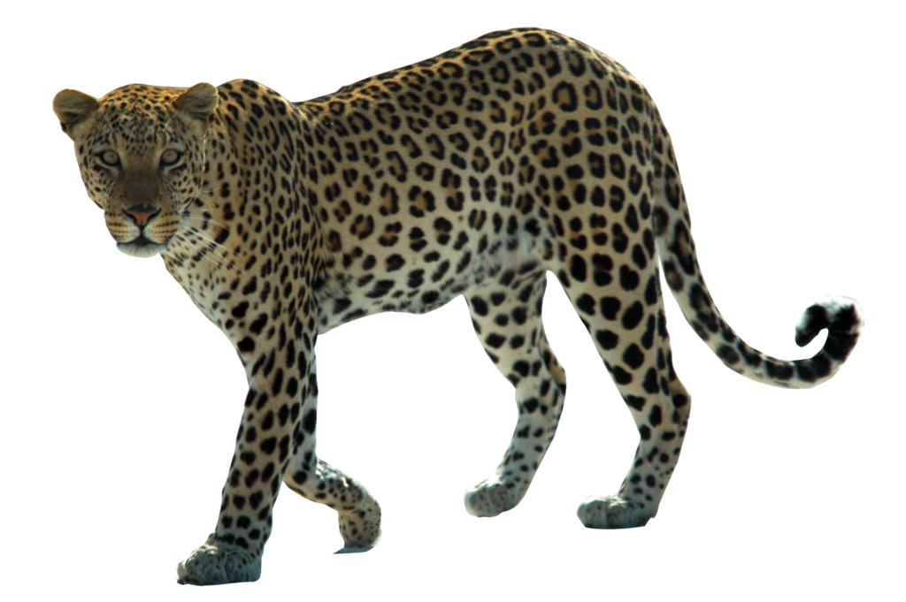 Leopard Png Hd PNG Image