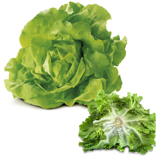 Lettuce Butterhead Free Clipart HQ PNG Image