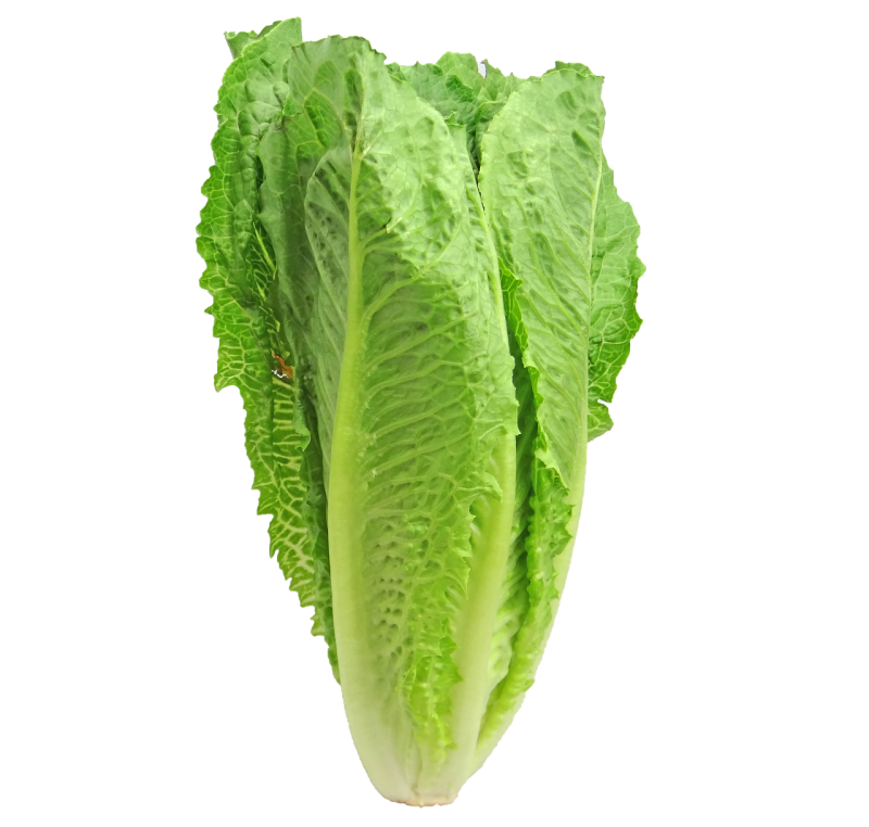 Fresh Butterhead Lettuce Free Clipart HQ PNG Image