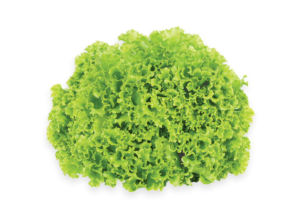 Fresh Butterhead Lettuce Free Clipart HQ PNG Image