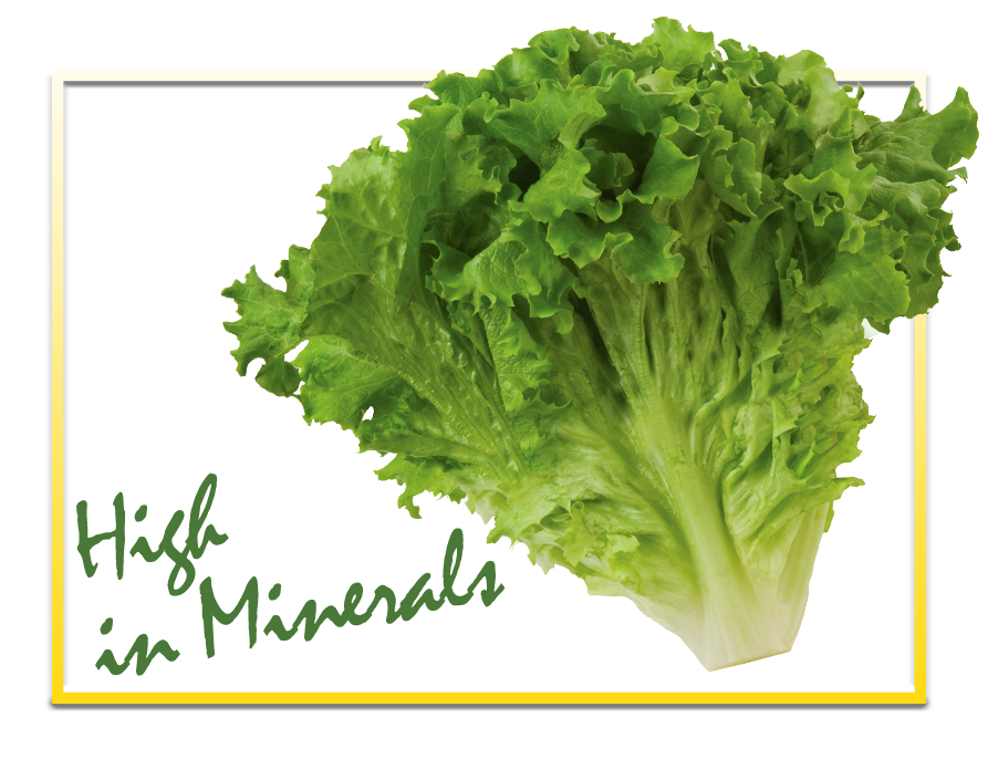 Fresh Butterhead Lettuce PNG Image High Quality PNG Image