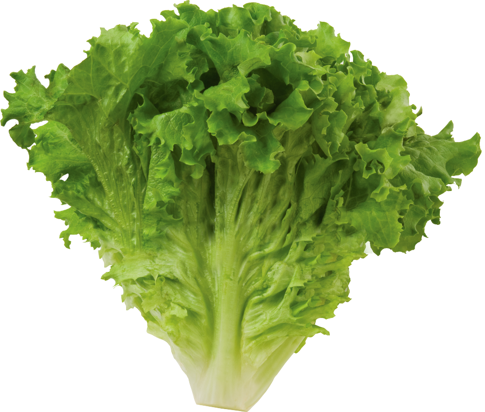 Lettuce Green Butterhead PNG Free Photo PNG Image