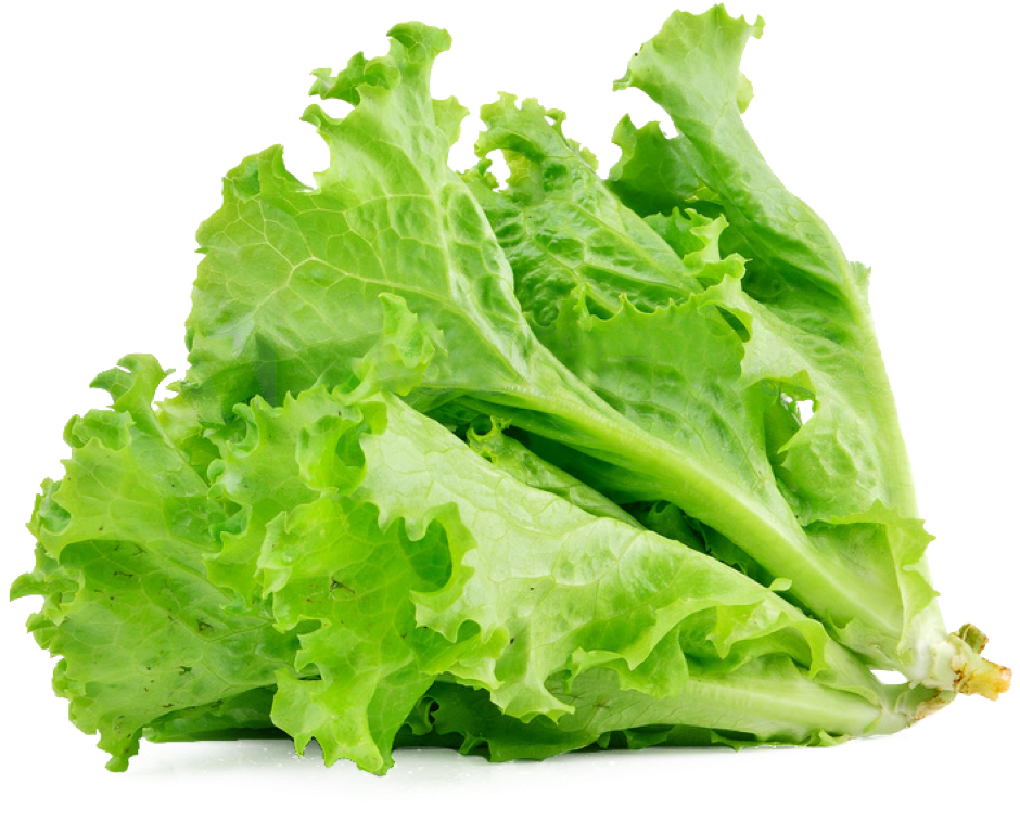 Lettuce Organic Butterhead Download Free Image PNG Image