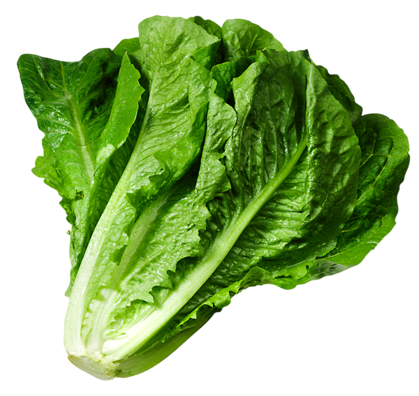 Lettuce Organic Butterhead Free Clipart HQ PNG Image
