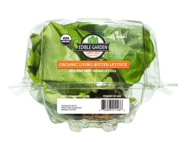 Lettuce Organic Butterhead Photos HQ Image Free PNG Image