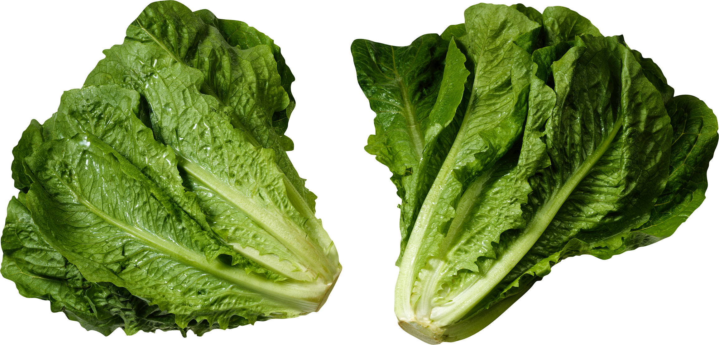 Lettuce Green Butterhead Download HQ PNG Image