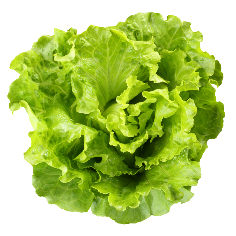 Lettuce Green Butterhead Photos Free Transparent Image HQ PNG Image