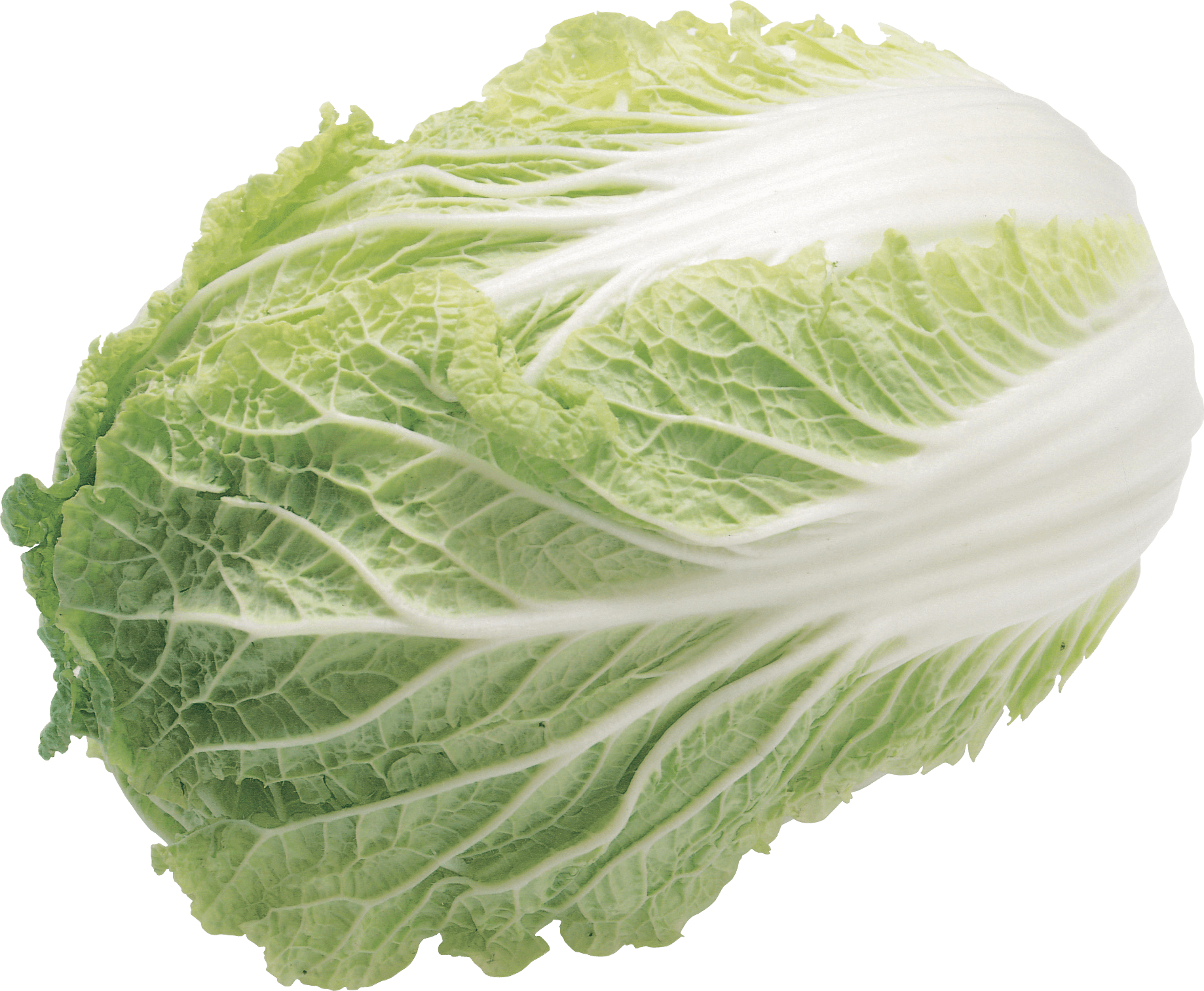 Lettuce Green Butterhead Free PNG HQ PNG Image