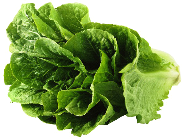 Lettuce Green Butterhead HD Image Free PNG Image