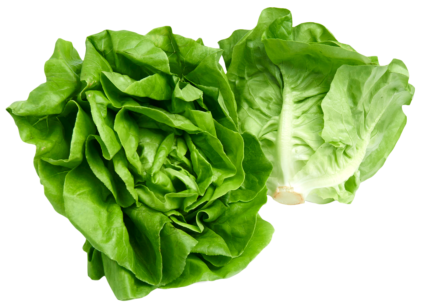 Fresh Green Lettuce Free Transparent Image HQ PNG Image
