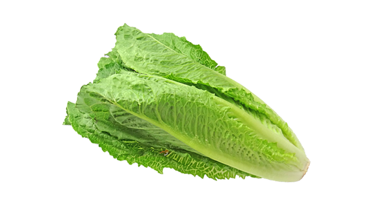 Fresh Green Photos Lettuce Free Download PNG HQ PNG Image
