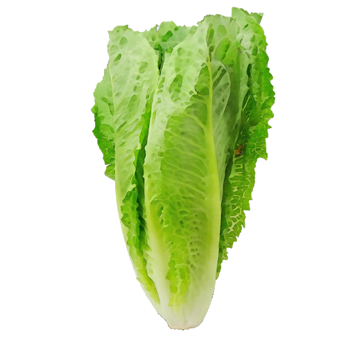Fresh Green Lettuce Free Transparent Image HD PNG Image