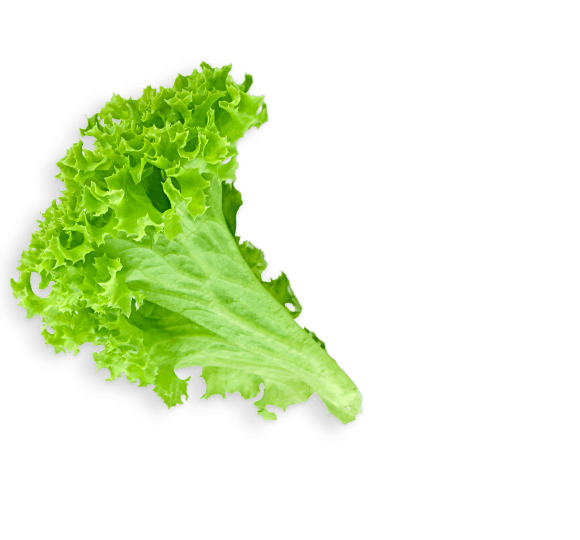 Lettuce Green Free Clipart HD PNG Image