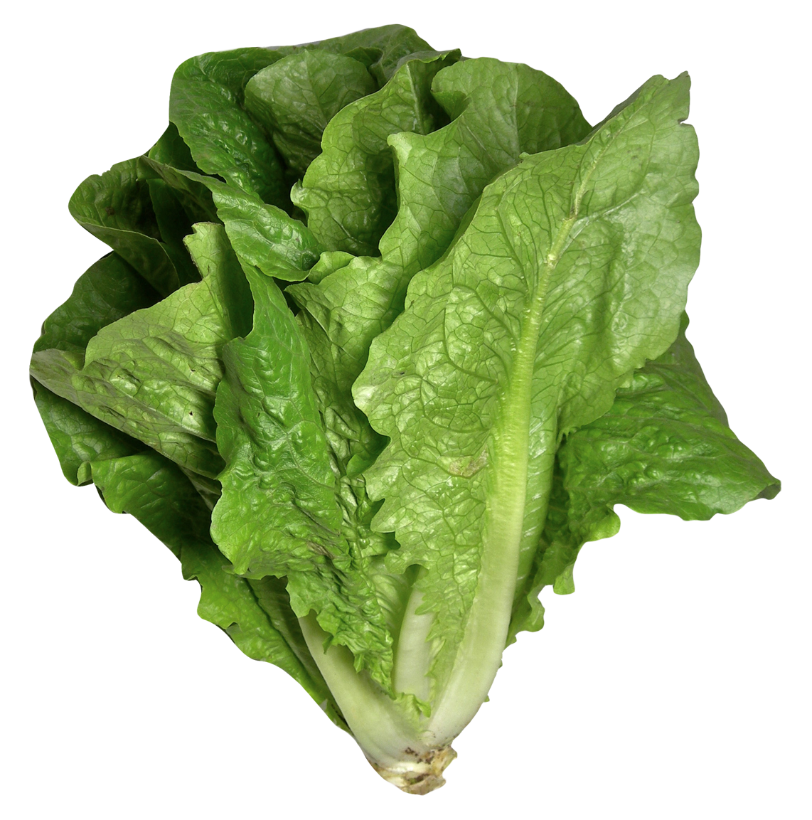 Green Organic Photos Lettuce Download Free Image PNG Image
