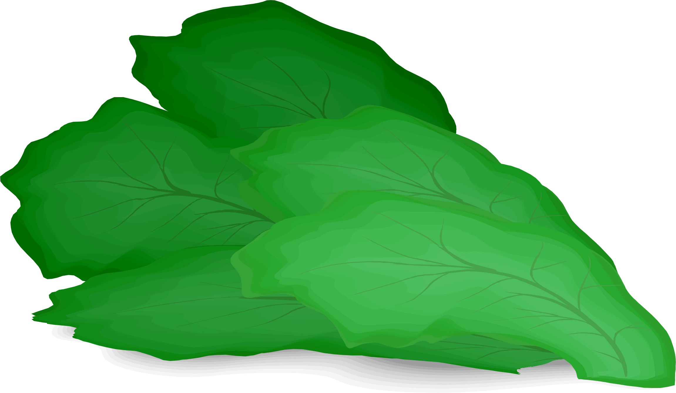 Lettuce Vector Green PNG Free Photo PNG Image