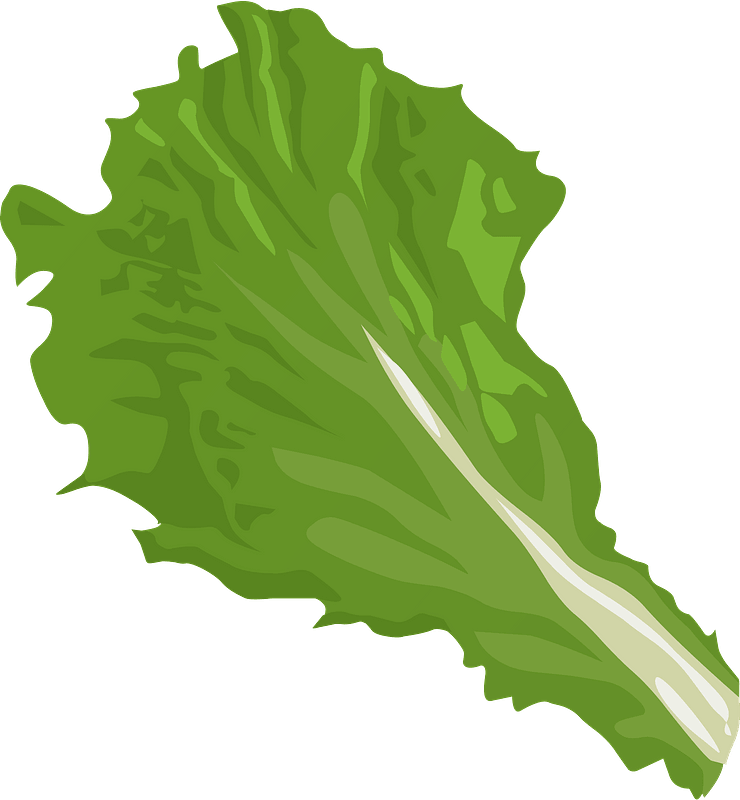 Lettuce Vector Green Photos Free HQ Image PNG Image