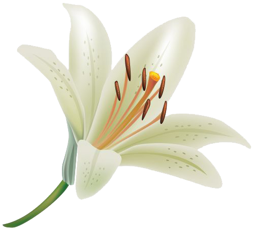 Lily Clipart PNG Image